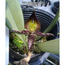 Bulb. Macranthum Bulb. Macranthum