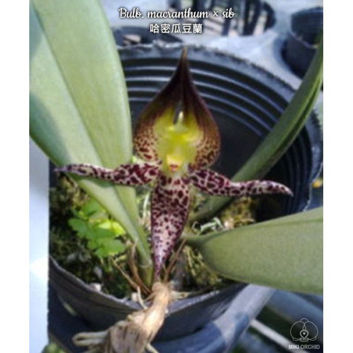 Bulb. Macranthum