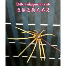 Bulb. Makoyanum Bulb. Makoyanum