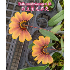 Bulb. Masterianum Bulb. Masterianum