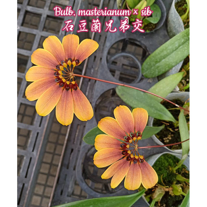 Bulb. Masterianum
