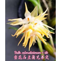 Bulb. Odoratissimum