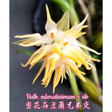 Bulb. Odoratissimum Bulb. Odoratissimum