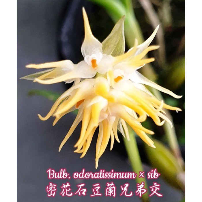 Bulb. Odoratissimum