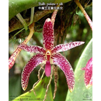 Bulb. Patens