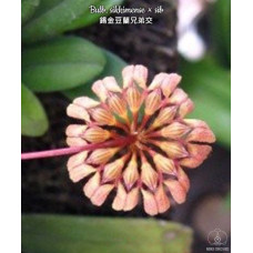 Bulb. Sikkimense Bulb. Sikkimense