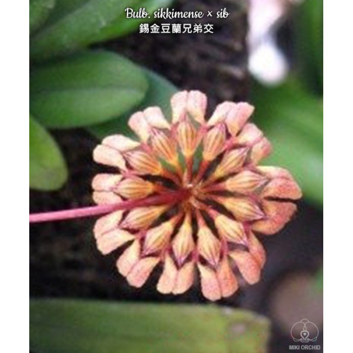 Bulb. Sikkimense