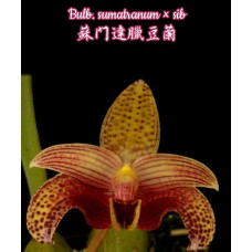 Bulb. Sumatranum Bulb. Sumatranum