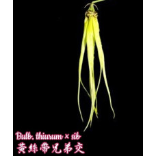 Bulb. Thiurum Bulb. Thiurum