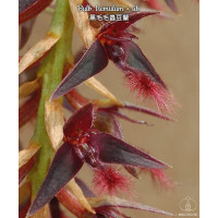 Bulb. Tremulum