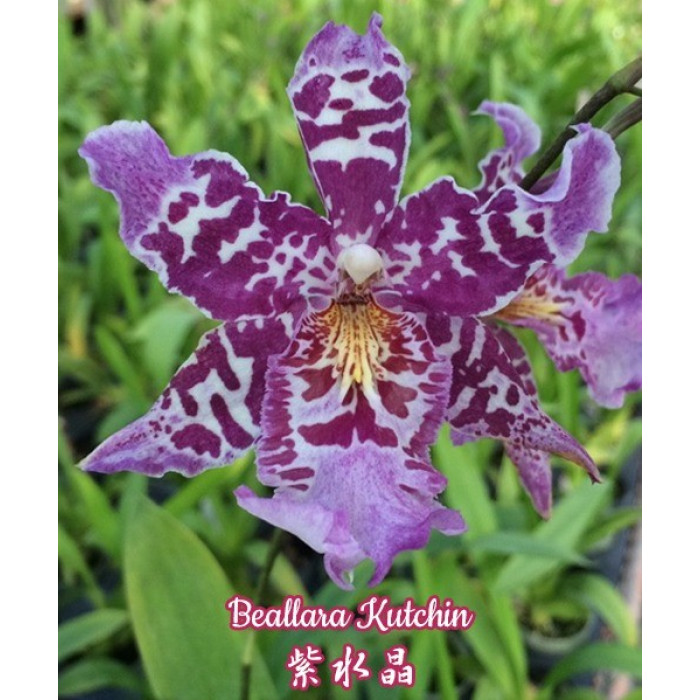 Онцидиум (Kutchin)