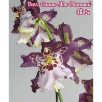 Burr. Guann Shin Diamond Burr. Guann Shin Diamond