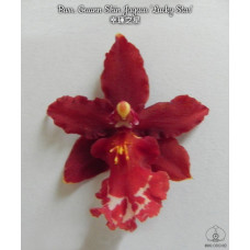 Burr. Guann Shin Jaguar Lucky Star