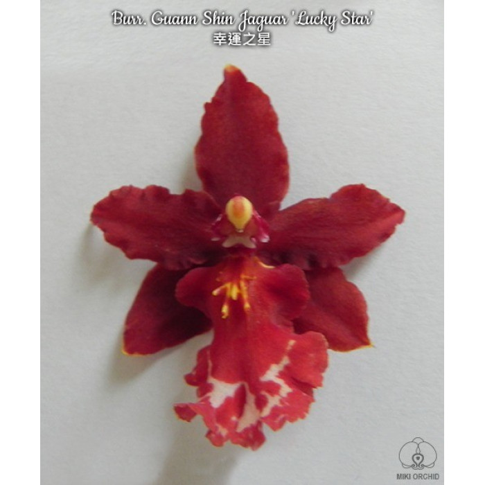 Онцидiум (Guann Shin Jaguar Lucky Star)