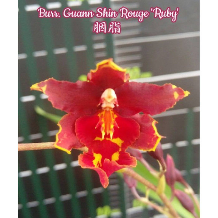 Онцидiум (Guann Shin Rouge Ruby) Онцидiум (Guann Shin Rouge Ruby)