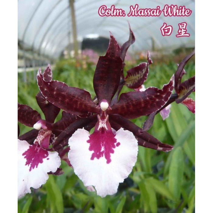 Онцидиум (Massai White) Онцидиум (Massai White)