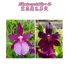 Miltonia Spectabilis