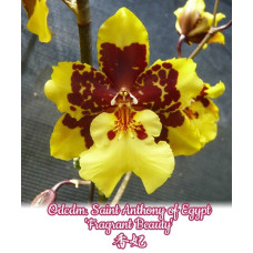 Odcdm. Saint Anthony of Egypt Fragrant Beauty