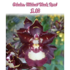 Odcdm. Wildcat Black Rose
