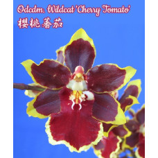 Odcdm. Wildcat Cherry Tomato
