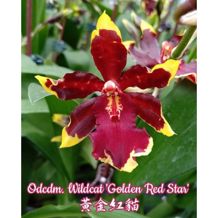 Онцидиум (Wildcat Golden Red Star)