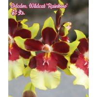 Odcdm. Wildcat Rainbow Odcdm. Wildcat Rainbow
