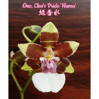 Onc. Cleos Pride Hama