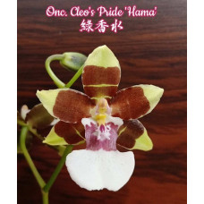 Onc. Cleos Pride Hama