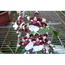 Onc. Heaven Scent Redolence