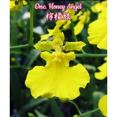 Onc. Honey Angel