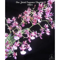 Onc. Jairak Fragrance Chocolate