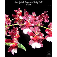 Onc. Jairak Fragrance Ruby Doll