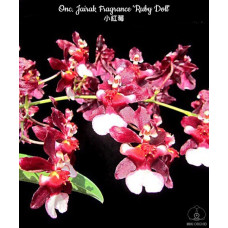 Onc. Jairak Fragrance Ruby Doll