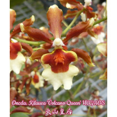 Onc. Kilauea Volcano Queen