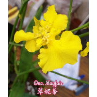 Onc. Mayfair