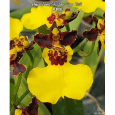 Onc. Moon Shadow Tiger Tail
