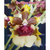 Onc. Space Race CO CO
