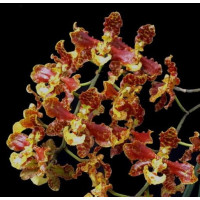 Onc. Stacyi