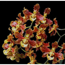 Onc. Stacyi