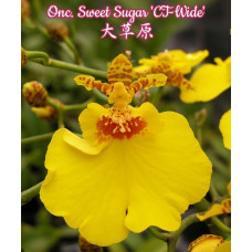 Onc. Sweet Sugar CT-Wide