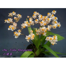 Onc. Tsiku Marguerite