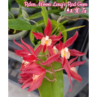 Rden. Woon Lengs Red Gem Rden. Woon Lengs Red Gem