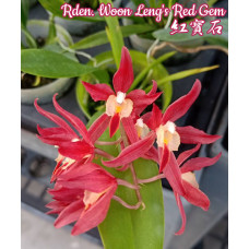 Rden. Woon Lengs Red Gem