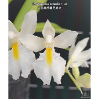 Rodriguezia Venusta