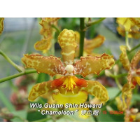 Wils. Guann Shin Howard Chameleon Wils. Guann Shin Howard Chameleon