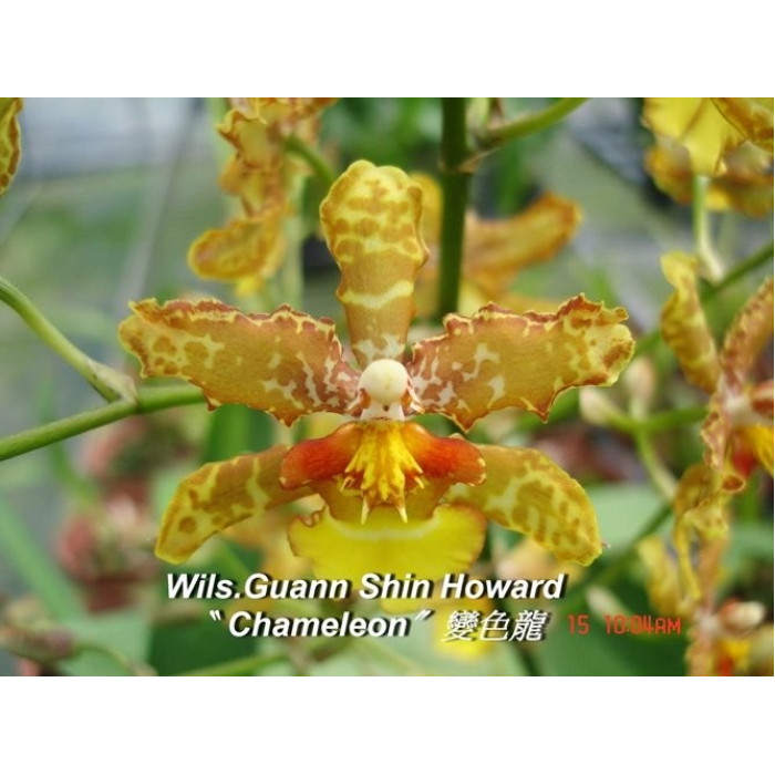 Онцидiум (Guann Shin Howard Chameleon) Онцидiум (Guann Shin Howard Chameleon)