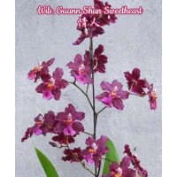 Wils. Guann Shun Sweetheart