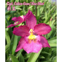 Zgd. Calico Gem New Star Zgd. Calico Gem New Star
