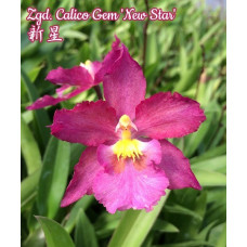 Zgd. Calico Gem New Star