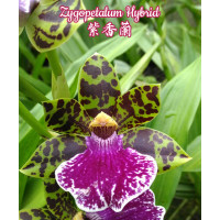 Zygopetalum Hybrid